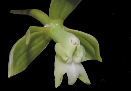 Epidendrum-retrolobatum