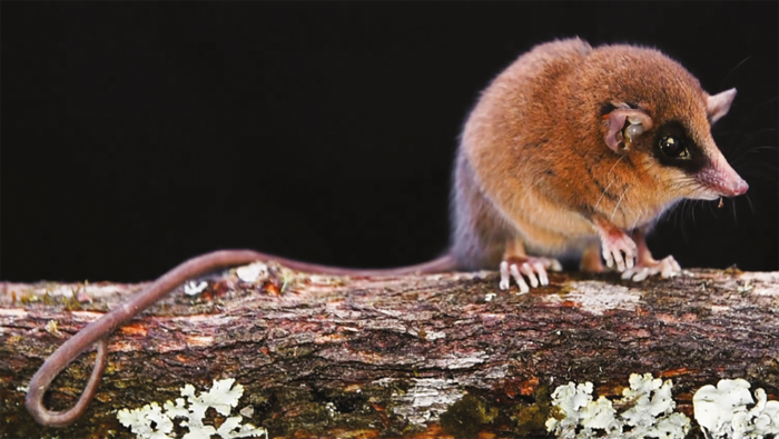 1209491-descubren-nueva-especie-de-marsupial-en-el-parque-nacional-del-rio-abiseo