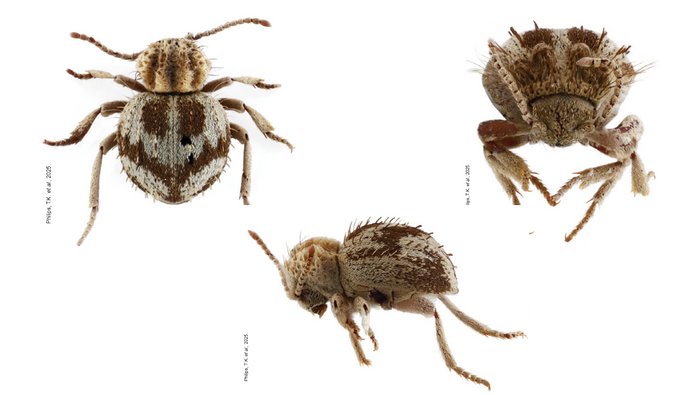 1384462-ica-descubren-nueva-especie-de-escarabajo-en-la-reserva-nacional-san-fernando