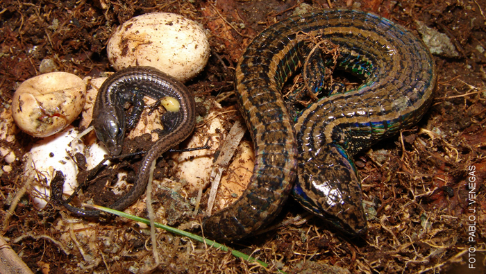 1386880-peru-descubren-nueva-especie-de-lagartija-para-la-ciencia-en-el-bosque-de-proteccion-pagaibamba (1)