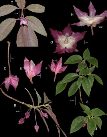 Columnea cesarii