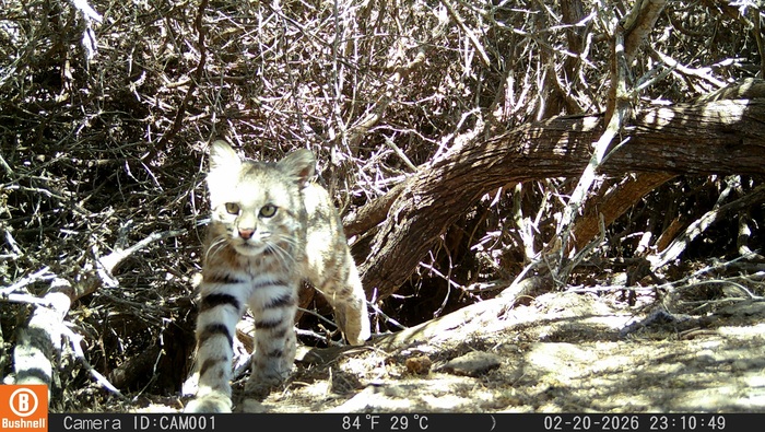 1380245-piura-camaras-trampa-registran-fauna-y-confirman-presencia-del-gato-del-desierto-en-monitoreo-en-la-reserva-nacional-illescas