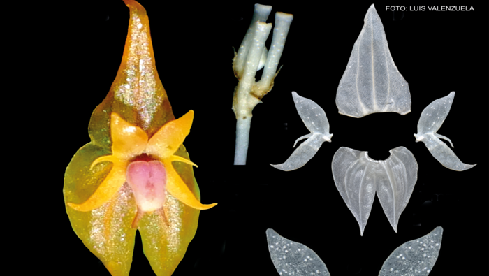 1427356-pnych-lepanthes-ashaninka-3